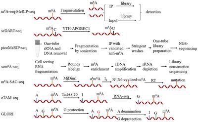 Detection, distribution, and functions of RNA N6-methyladenosine (m6A) in plant development and environmental signal responses